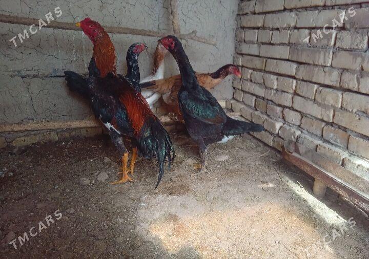 Ýumurtga - Baýramaly - img 1