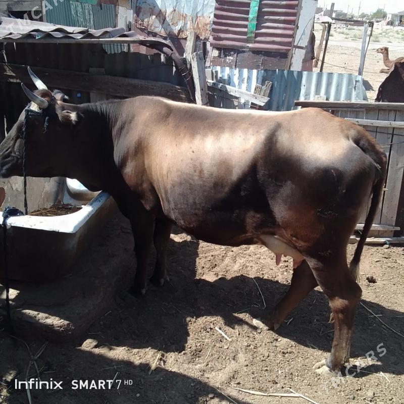 göleli sygyr - Балканабат - img 1