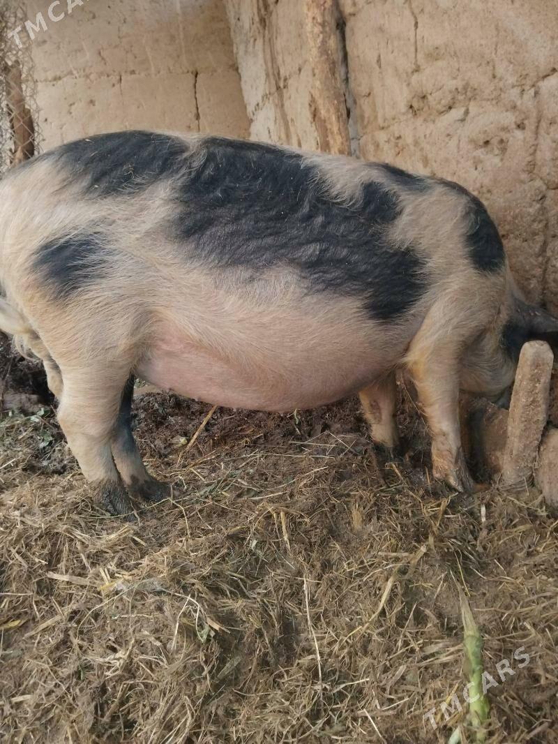 Donuz - Halaç - img 1