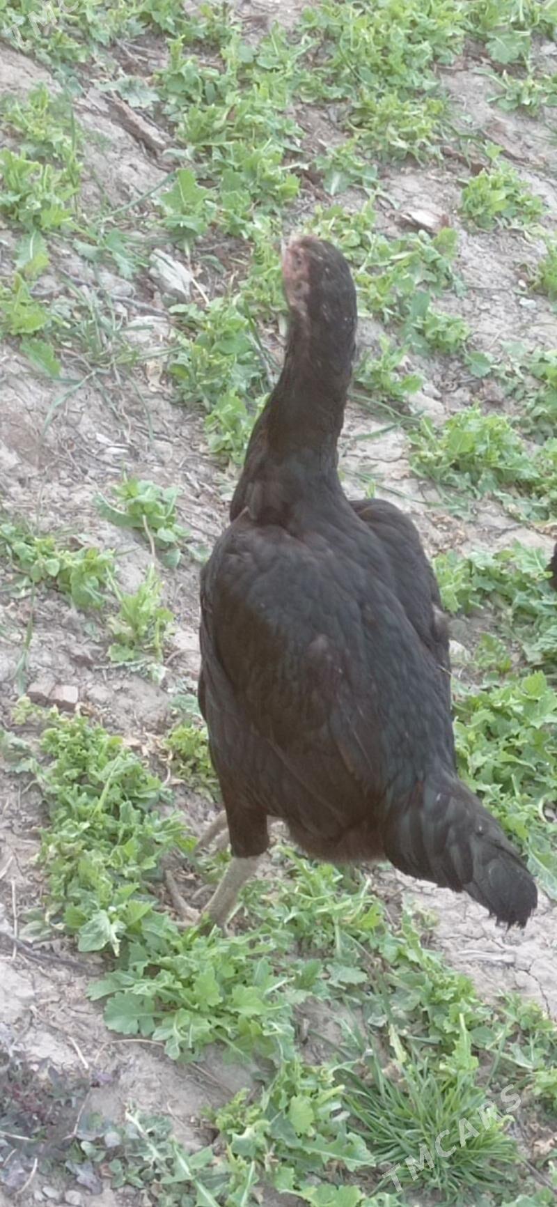 Horaz - Халач - img 1