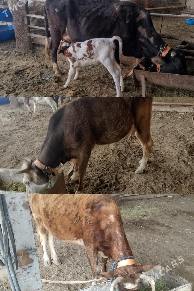 göleli sygyr - Сакарчага - img 1