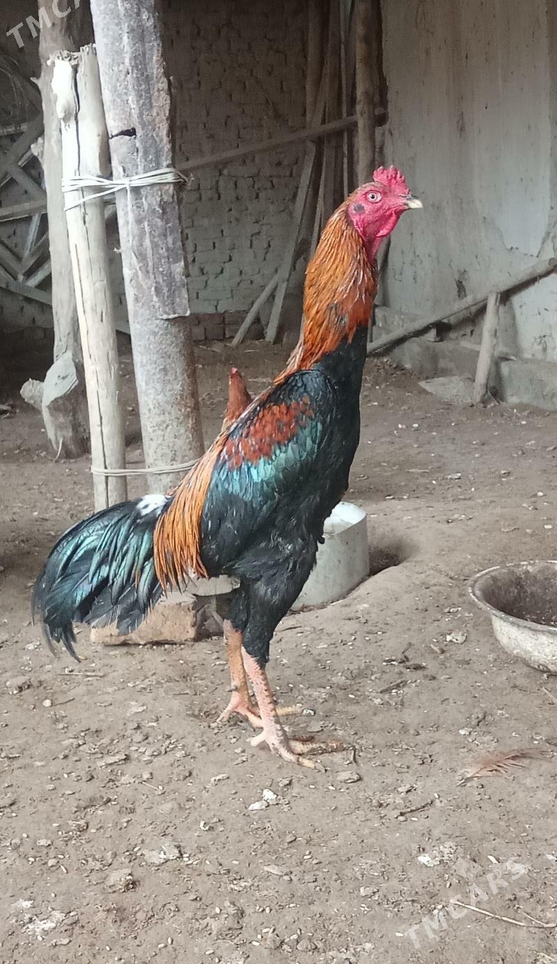 Paroda Horaz - Болдумсаз - img 1