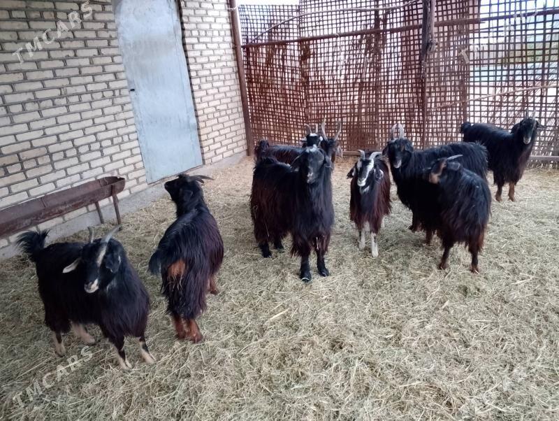 Çebiş - Wekilbazar - img 1