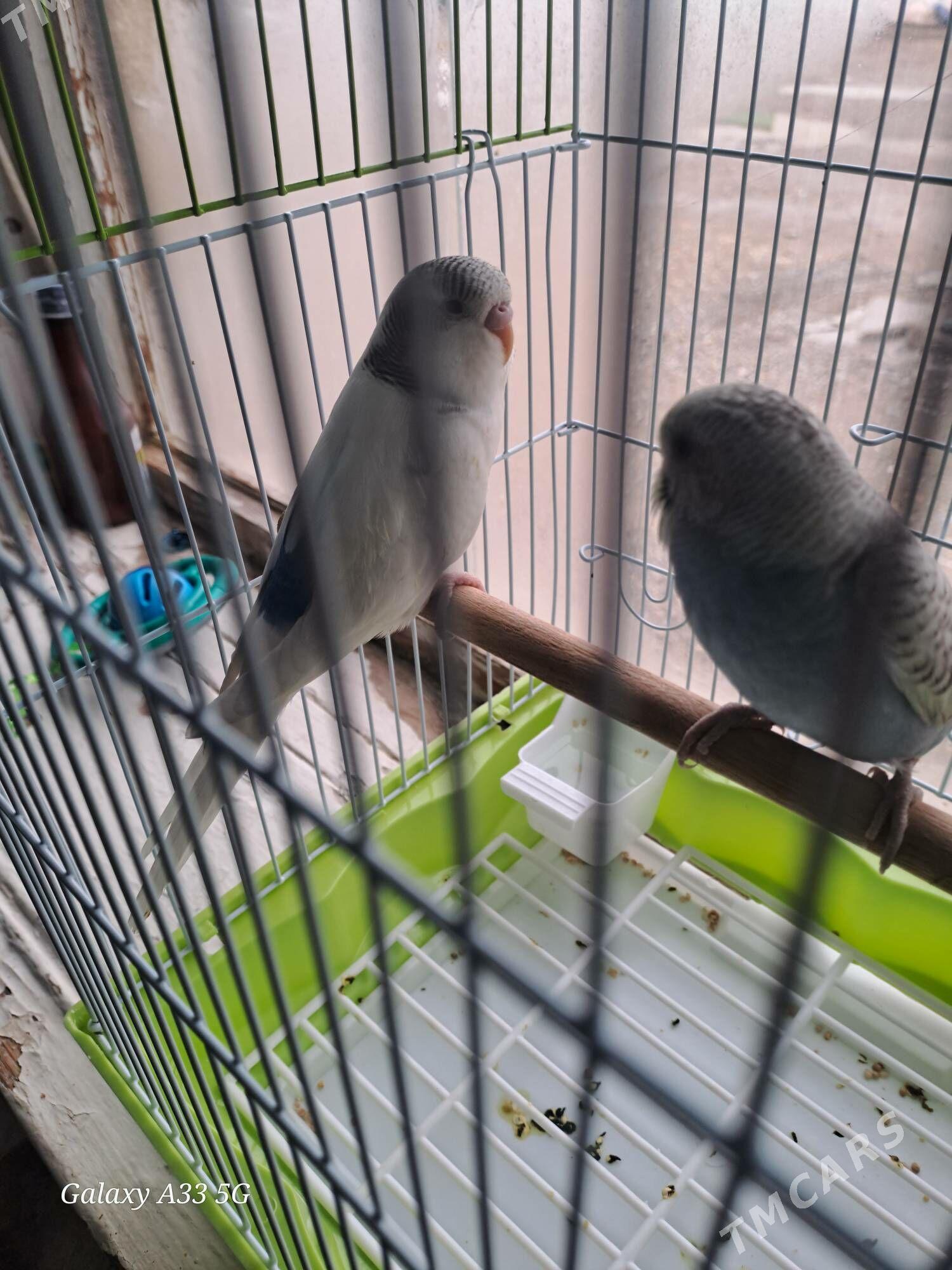 popugaY - Gyzylarbat - img 1