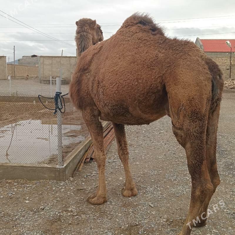 Kosekli Duye - Gyzylarbat - img 1