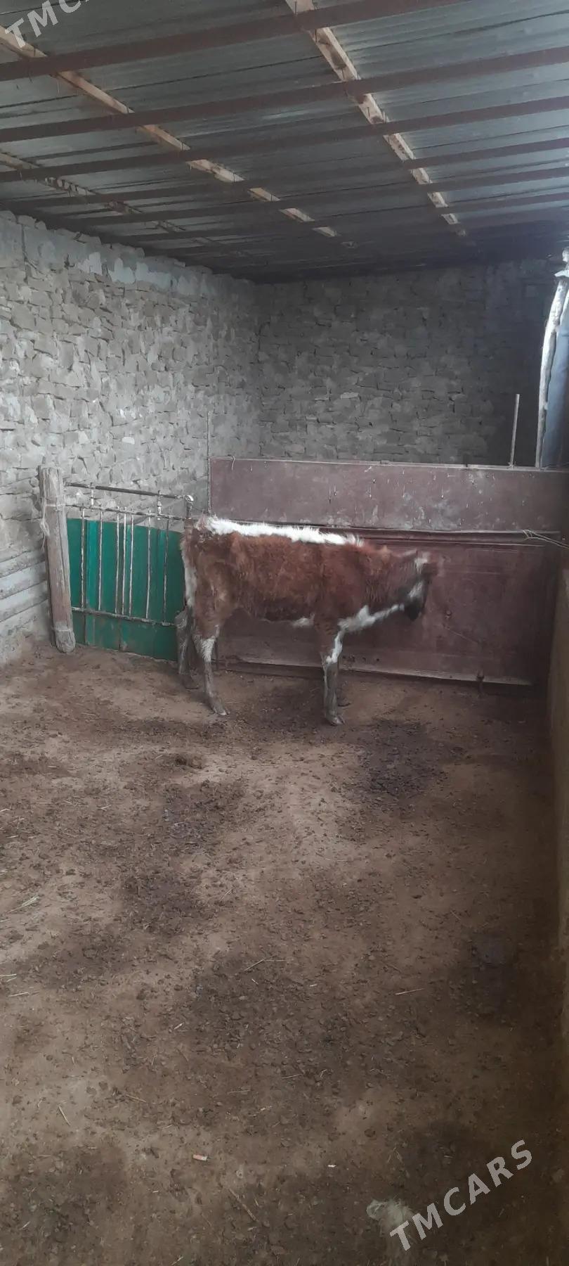 goleli sygyr - Гызыларбат - img 1