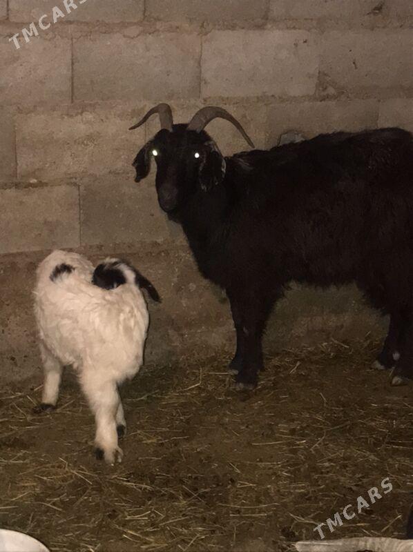 owlakly geçi - Бахарден - img 1