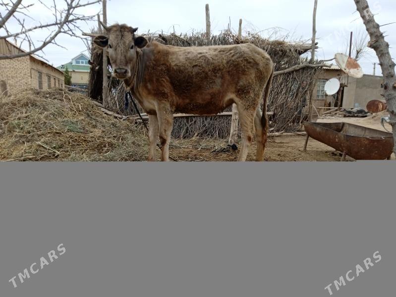 tüwe - Babadaýhan - img 1