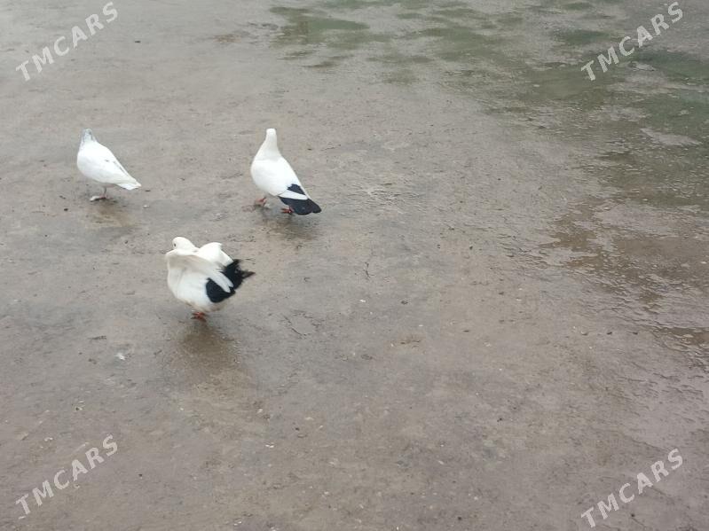 kepderi - Aşgabat - img 1