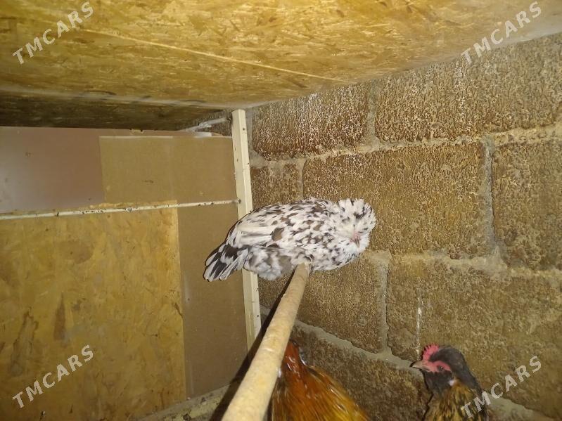 karlik horoz ve tovuk - Aşgabat - img 1