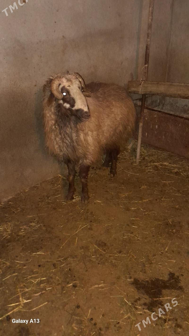 öweç goç - Bäherden - img 1