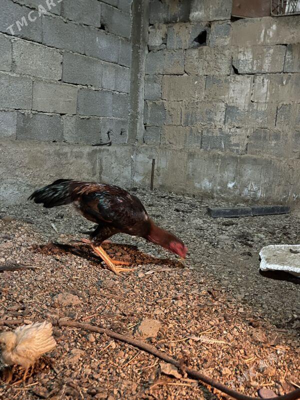 tasknet horaz - Bagyr - img 1