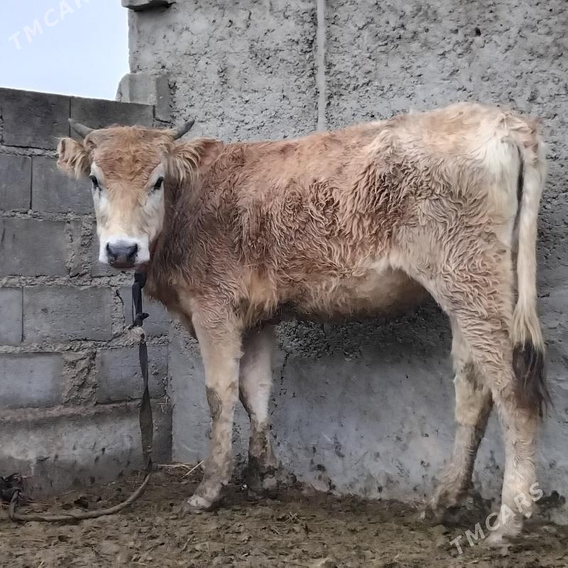 tüwe - Гызыларбат - img 1