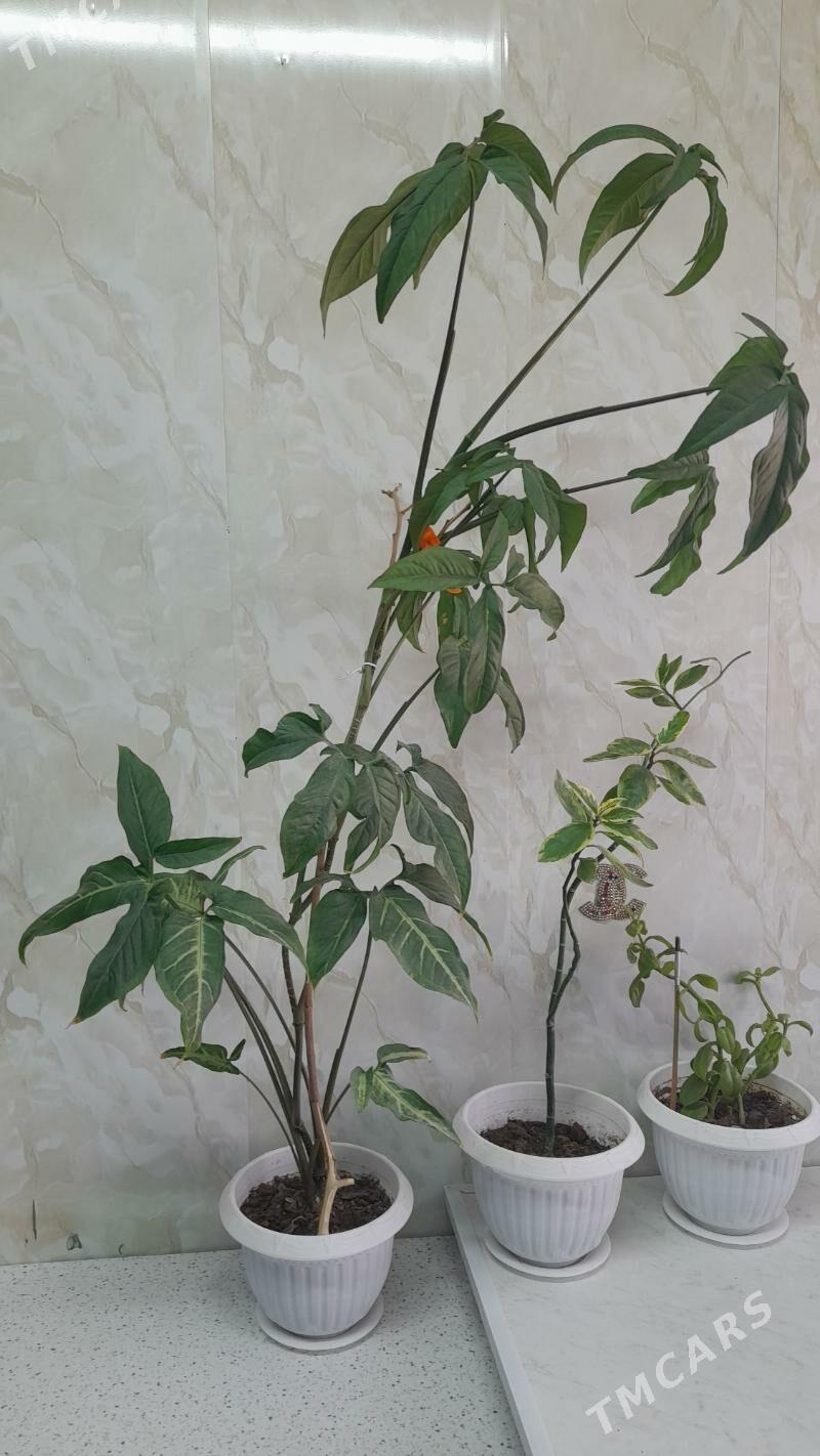 Цветы - Aşgabat - img 1