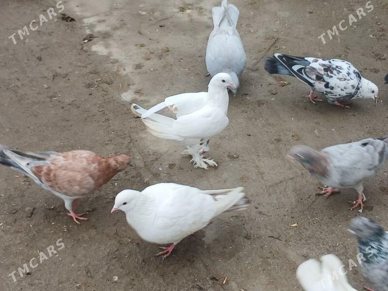 kepderi - Aşgabat - img 1