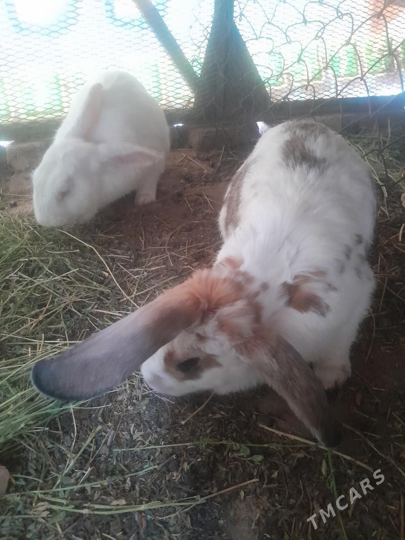 товшан - Çärjew - img 1