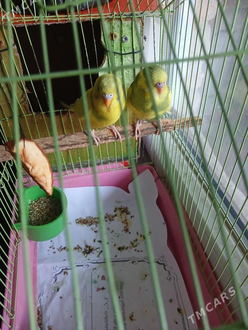 popugay - Daşoguz - img 1