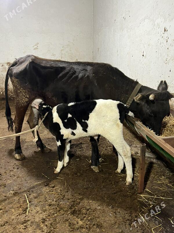 GOLELI SYGYR - Чоганлы - img 1