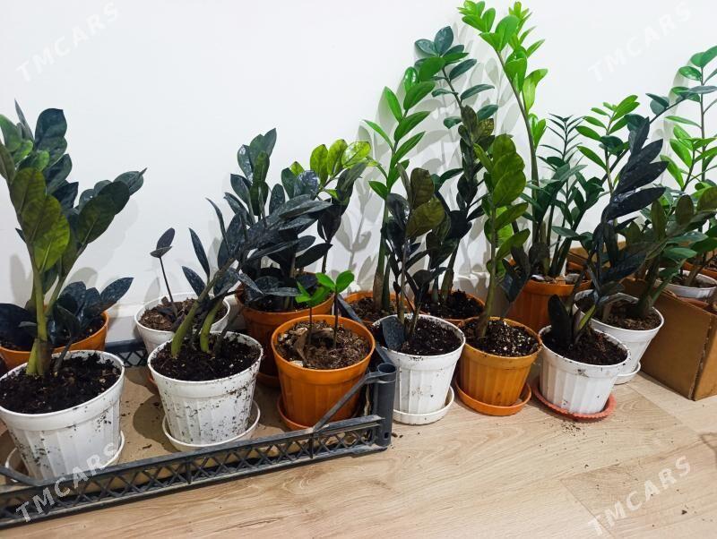 gul - 16-й этап - img 1