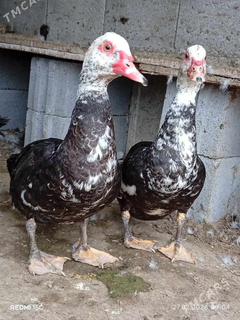 indautga - Гёкдепе - img 1