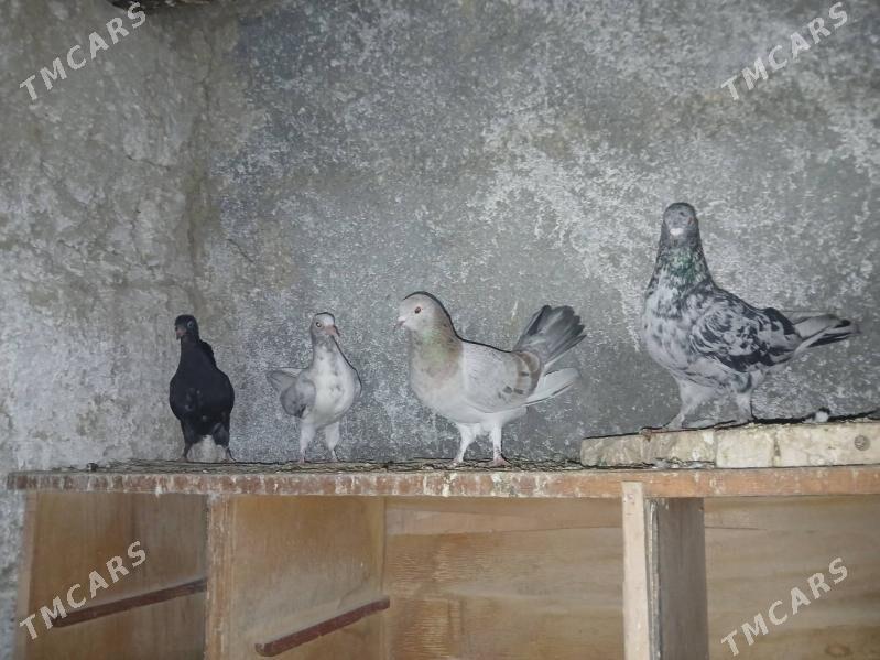 КЕПДЕРИ. МЫРАМЫР. - Анев - img 1