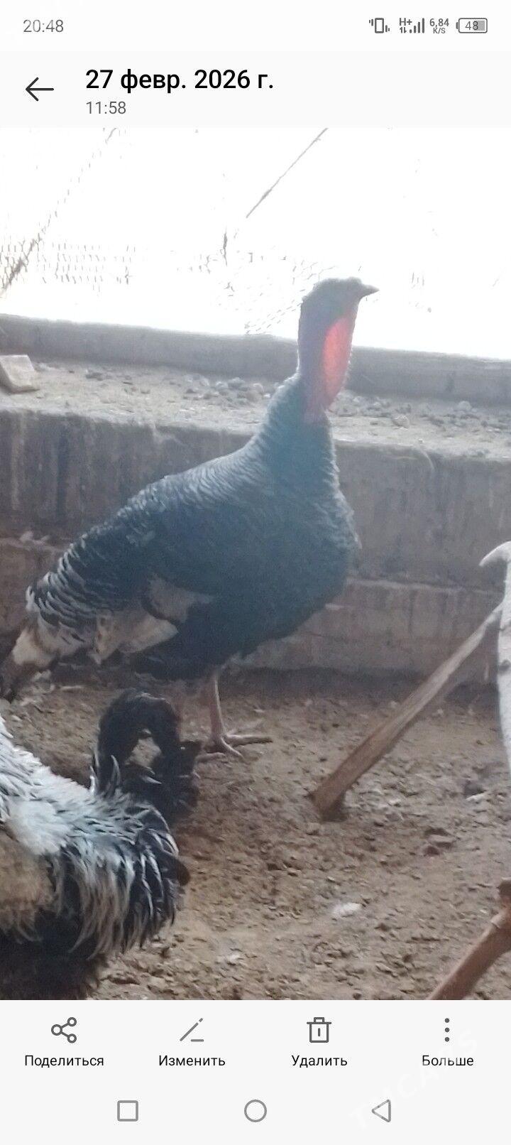 induk erkek - Туркменгала - img 1