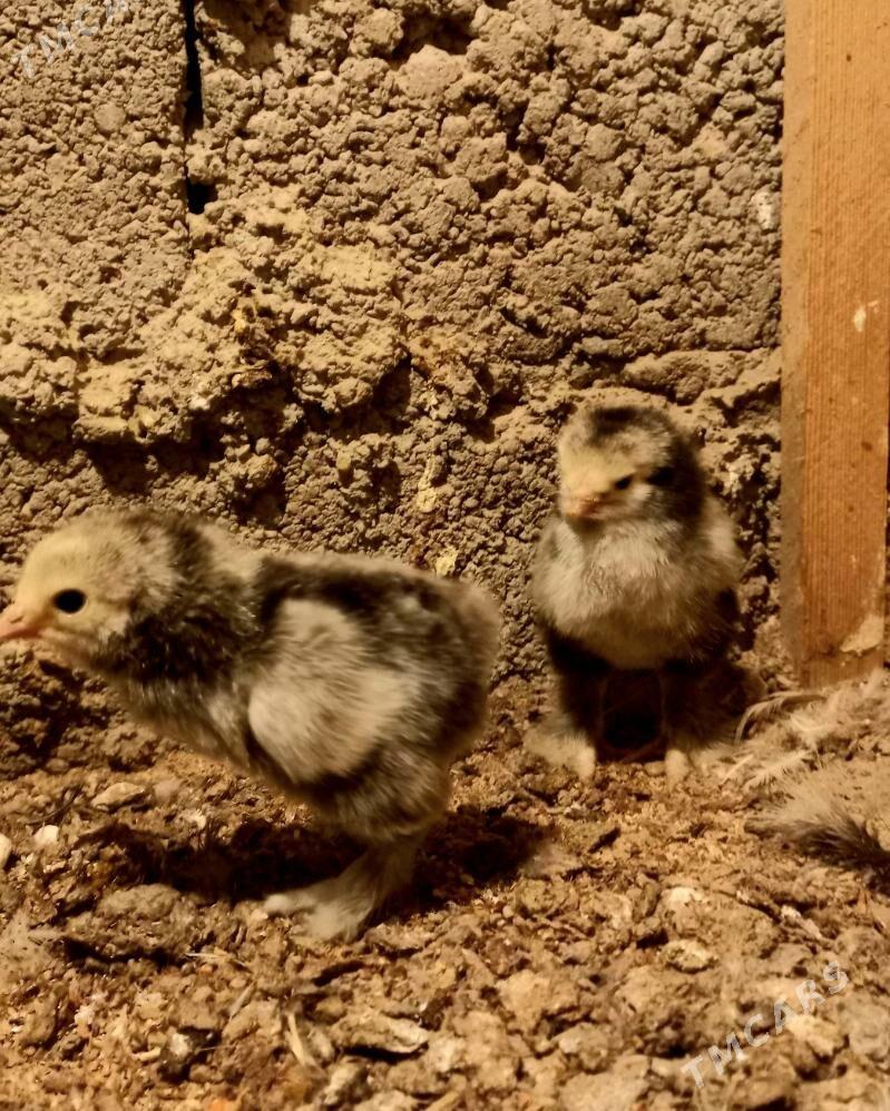 Brama silwer juyje - Балканабат - img 1