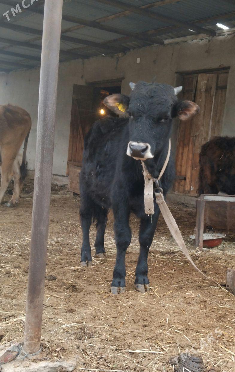 okuz - Мары - img 1