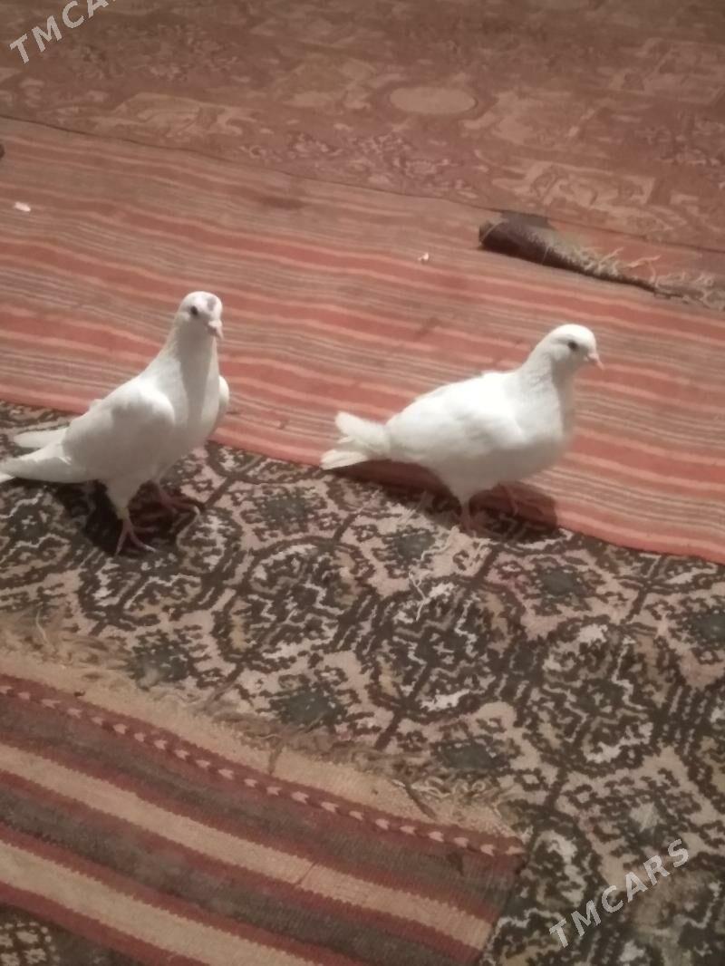 kepter - Туркменабат - img 1