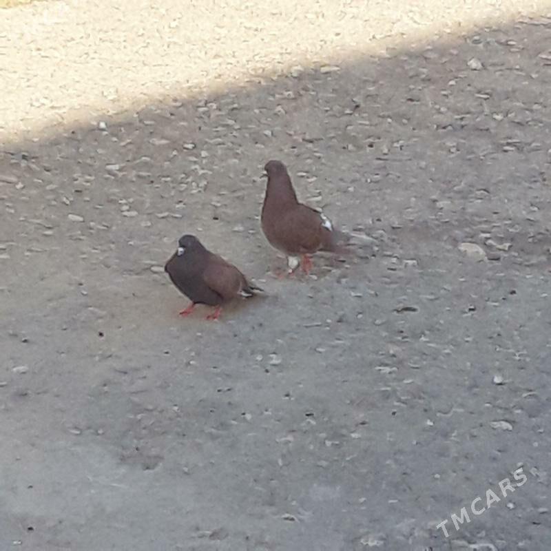 Kepderi - Gyzylarbat - img 1