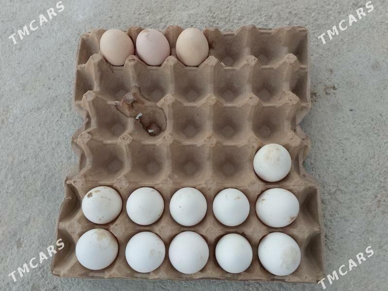 Ligorin - Balkanabat - img 1