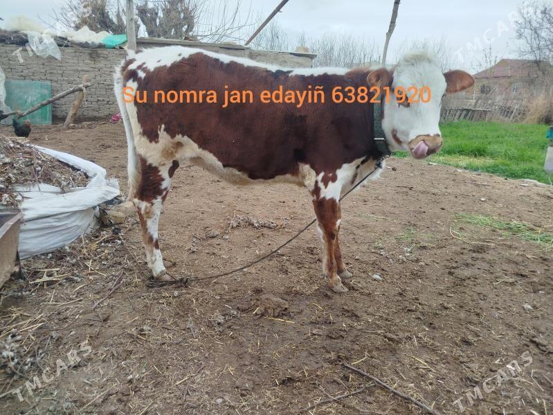 gulajyn - Сакарчага - img 1