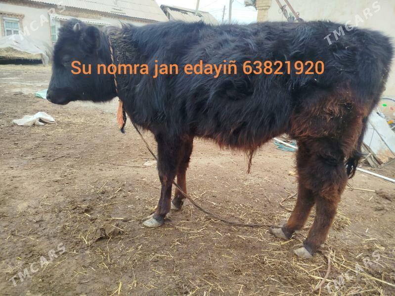 okuz - Sakarçäge - img 1