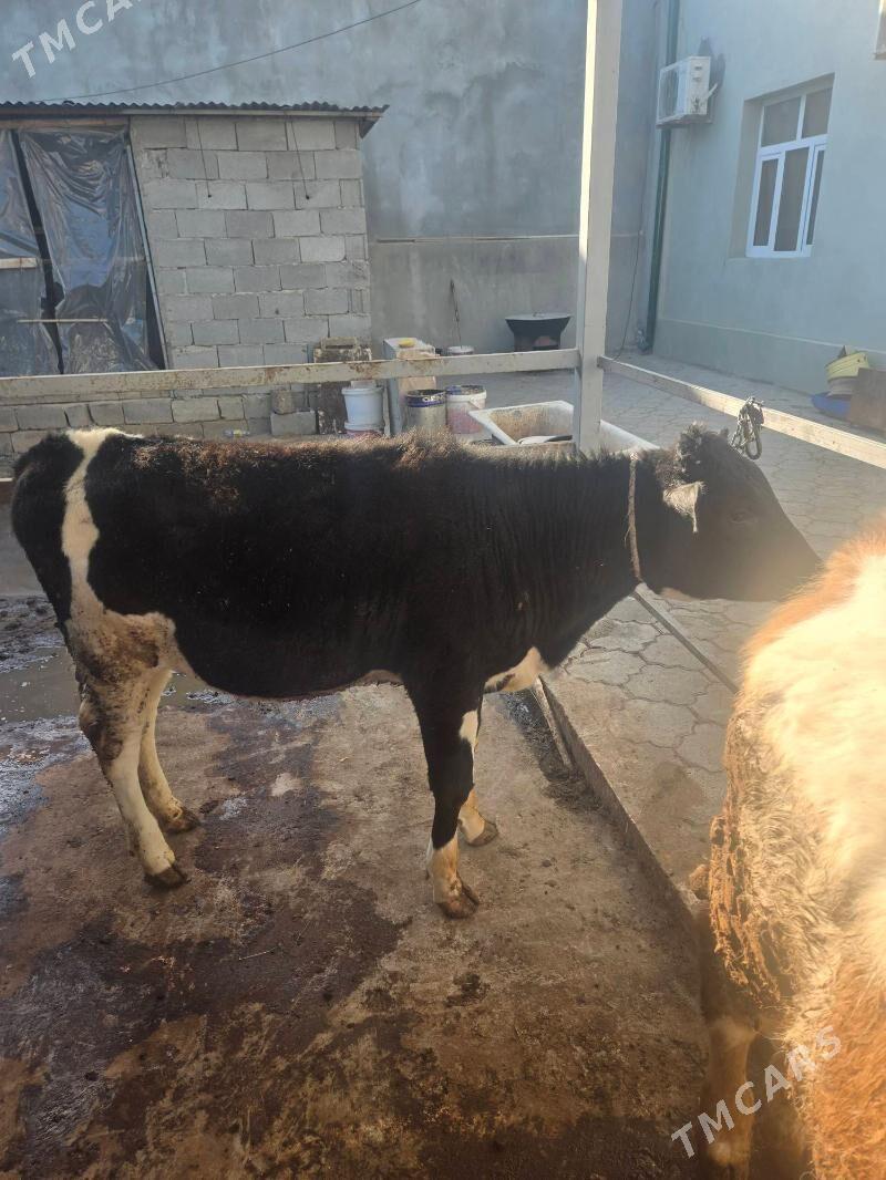 tuwe - Aşgabat - img 1