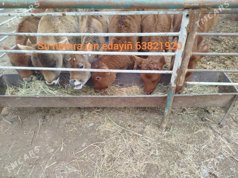 okuz gulajyn - Сакарчага - img 1