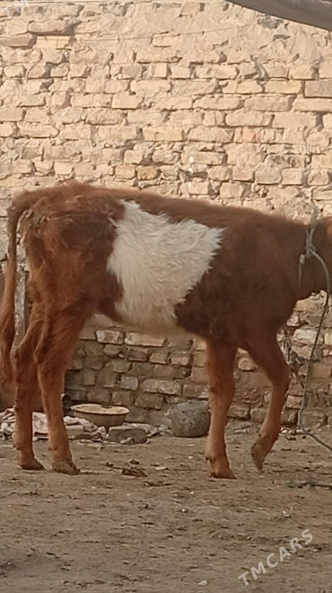 унажын хожек - Туркменабат - img 1