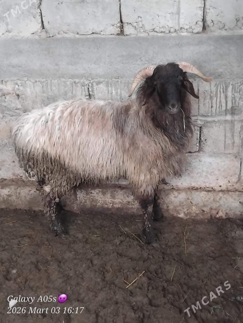 tokly - Гёкдепе - img 1