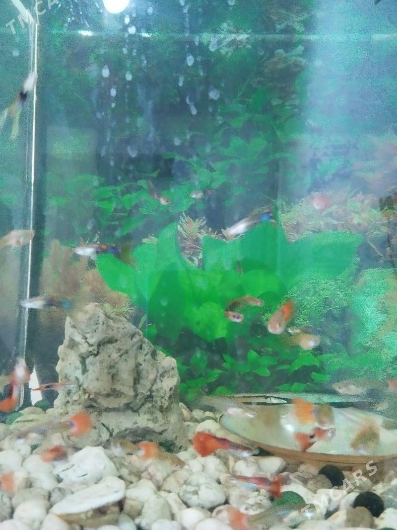 balyk. akwarium - Büzmeýin - img 1