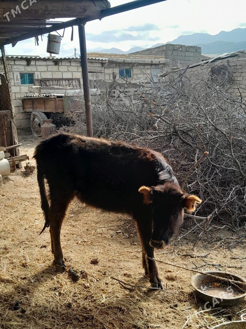 Gole - Берекет - img 1