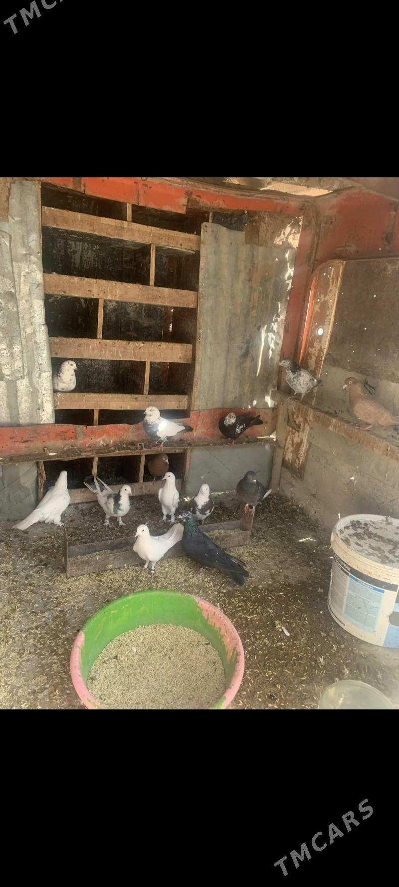 kepderi - Aşgabat - img 1