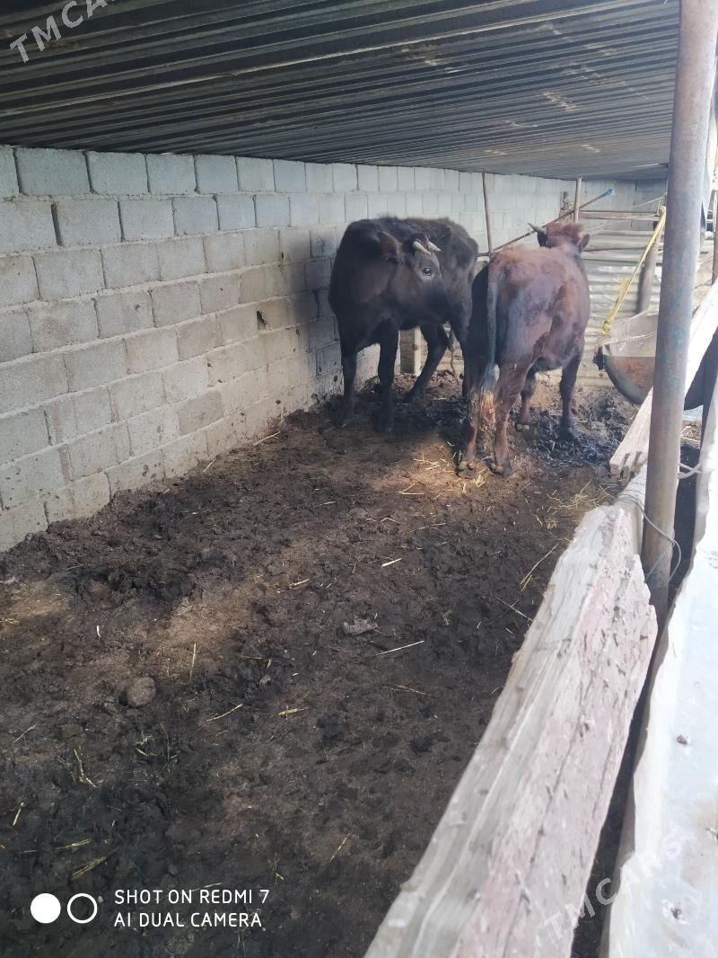 öküz we sygyr - Туркменбаши - img 1