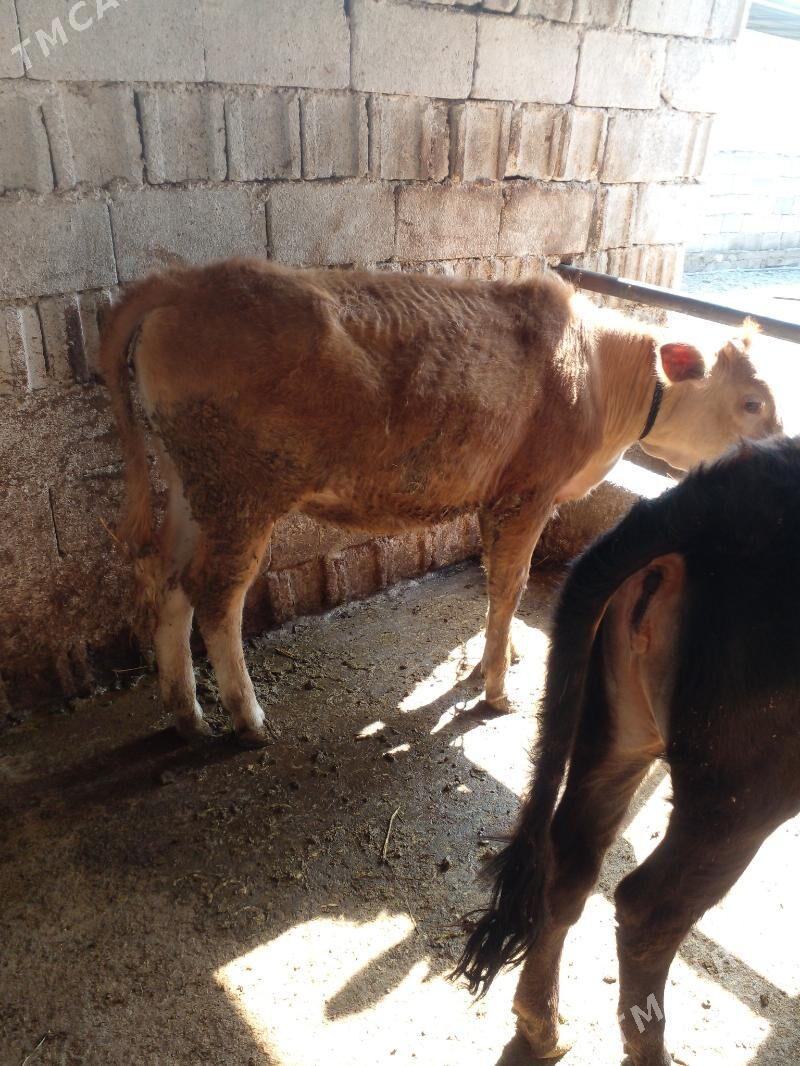 tuwe - Gökje - img 1