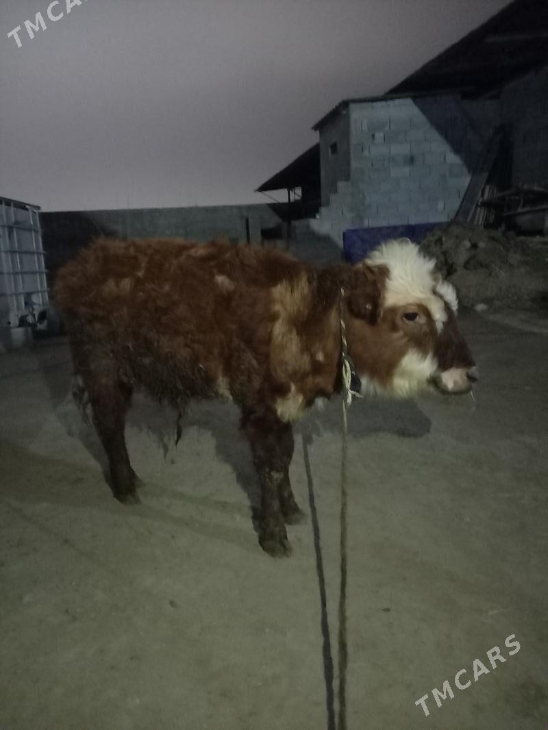 okuz we tuwe - Гёкдепе - img 1