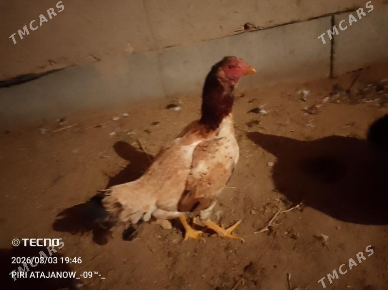 bayes make - Saýat - img 1