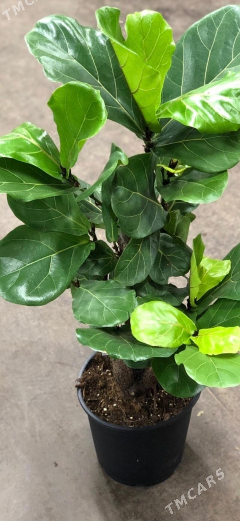 Фикус Лира - Aşgabat - img 1