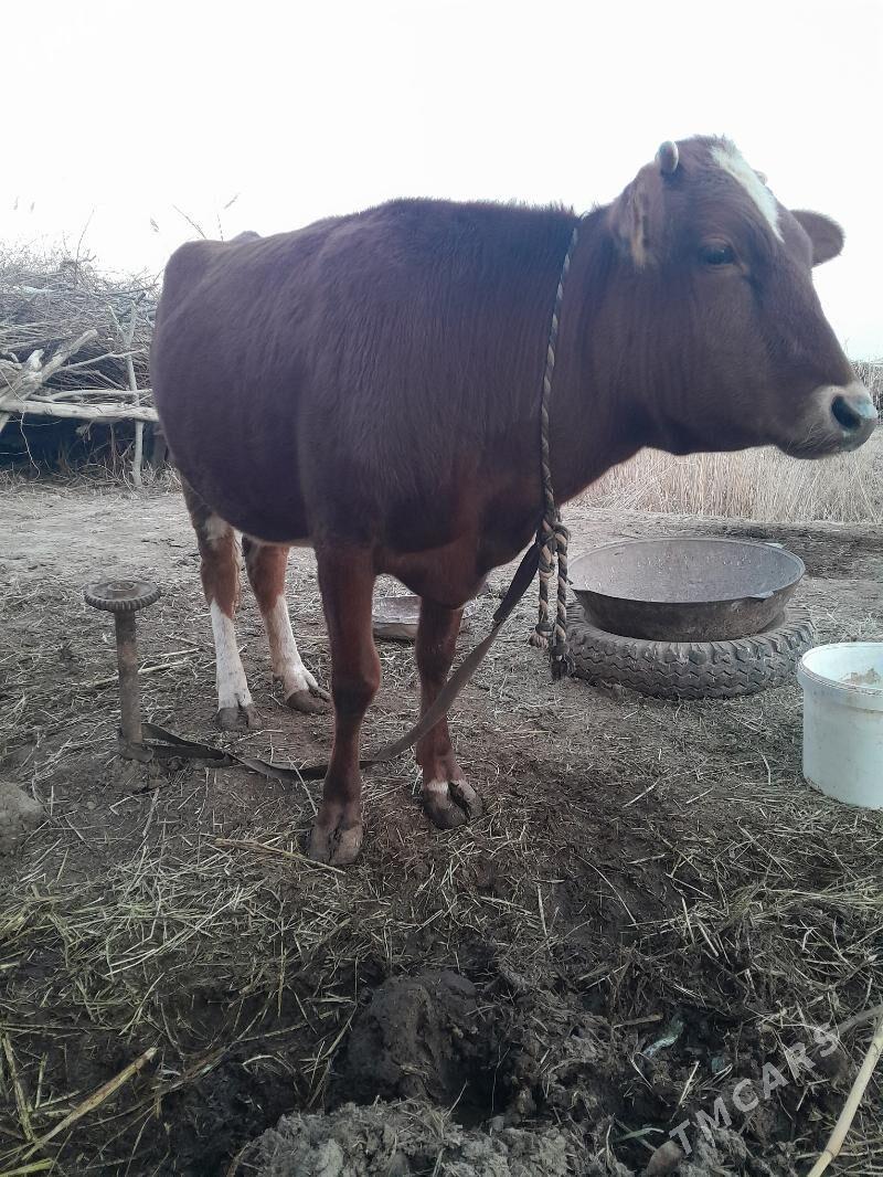 bakylan gulajyn - Сакарчага - img 1