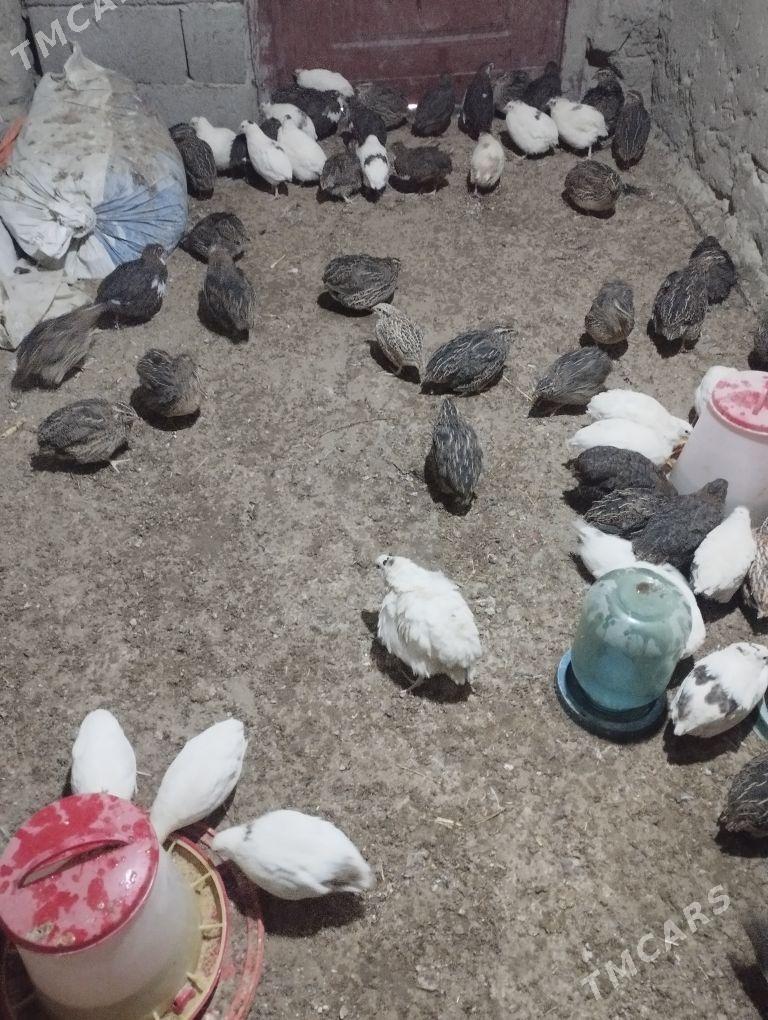 bedene yumurtga - Bäherden - img 1