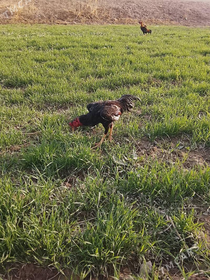 horaz - Дянев - img 1