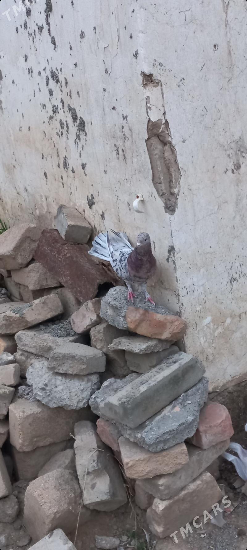 kepderi - Çoganly - img 1