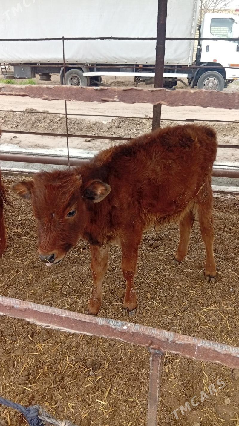 okuzce - Мары - img 1